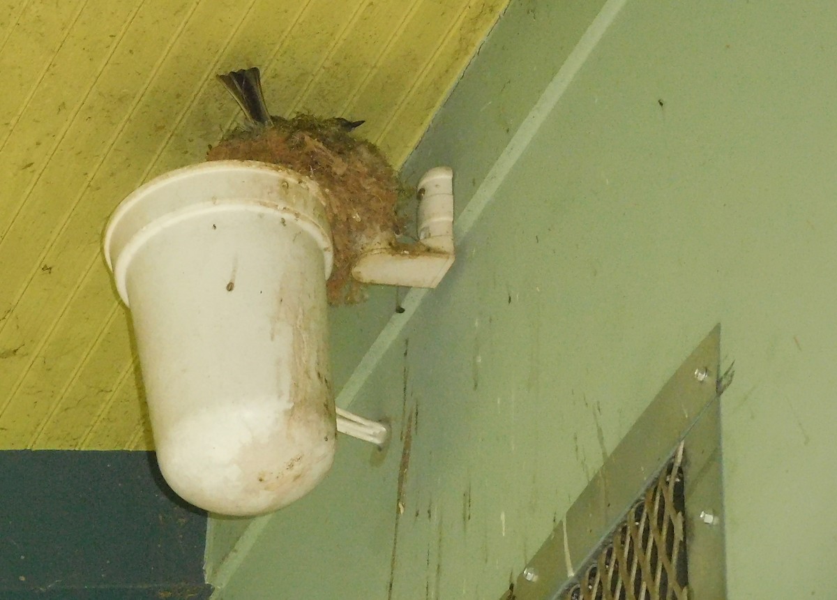 Eastern Phoebe - ML93284391