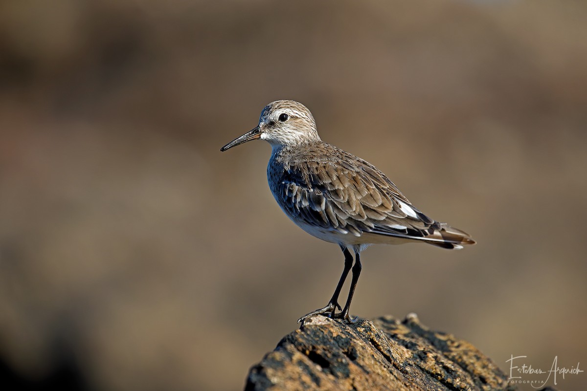 White-rumped Sandpiper - ML93284461