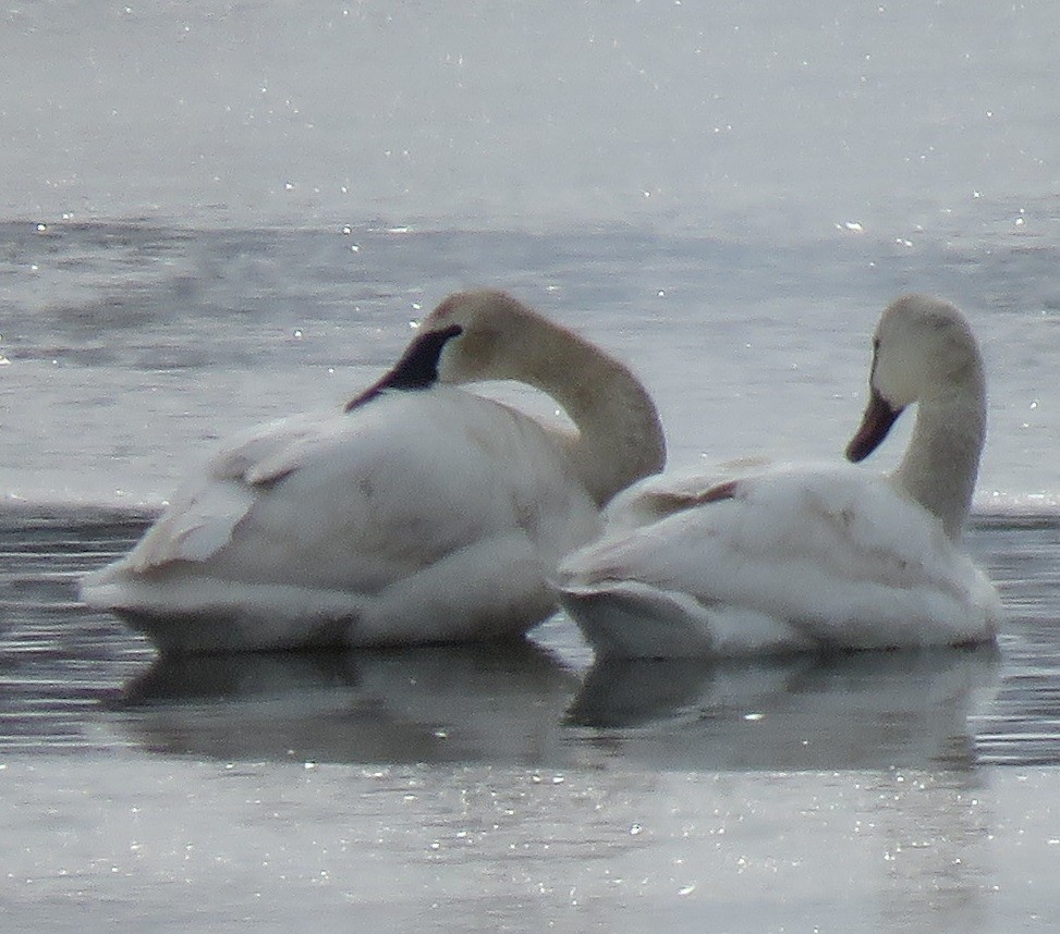 Tundra Swan - ML93284761