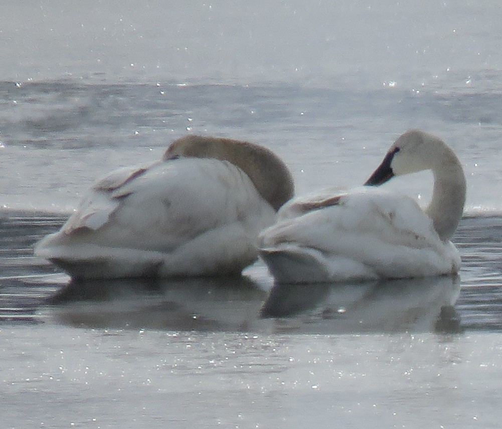 Tundra Swan - ML93284781