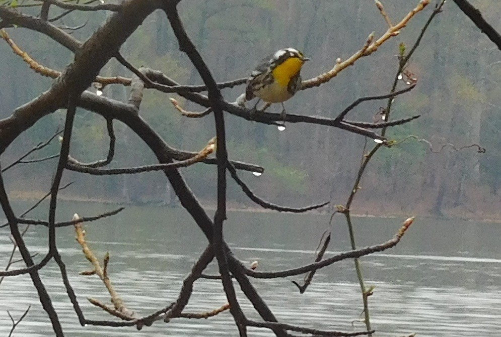 Paruline à gorge jaune - ML93286041