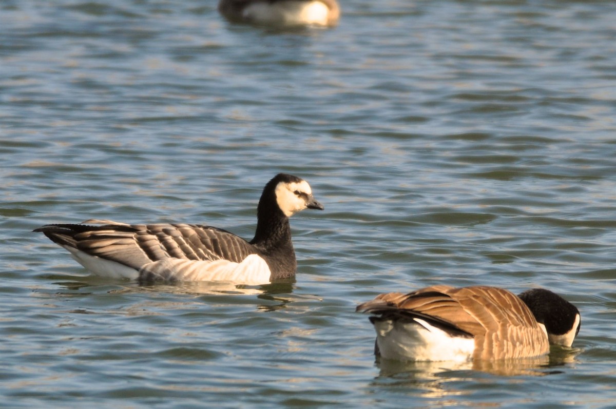 Barnacle Goose - ML93286401