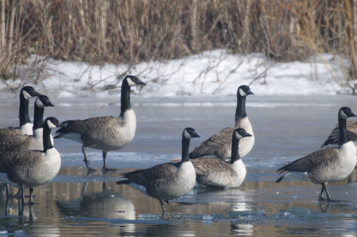 Cackling Goose (Richardson's) - ML93286551