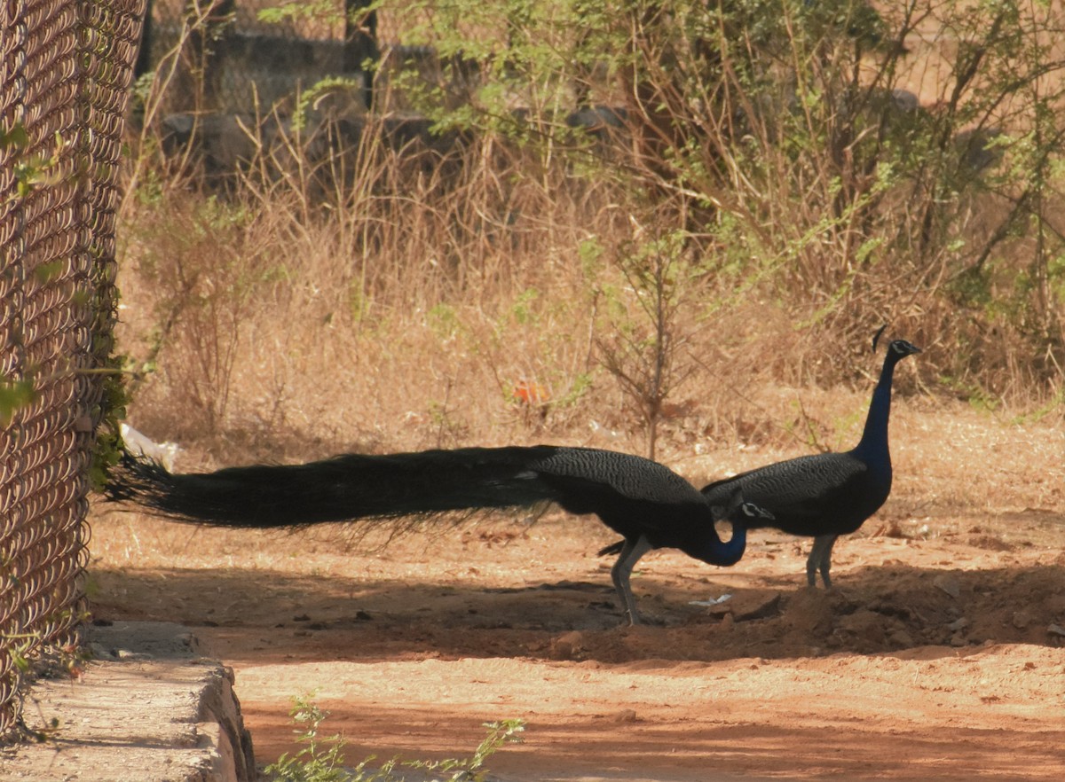 Indian Peafowl - ML93286651