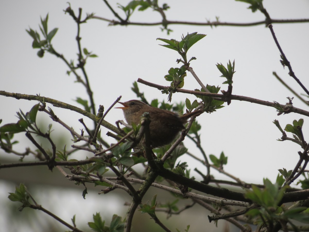 Eurasian Wren - ML93288211