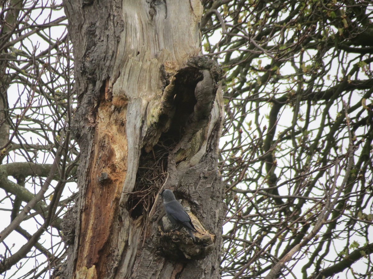 Eurasian Jackdaw - ML93288531