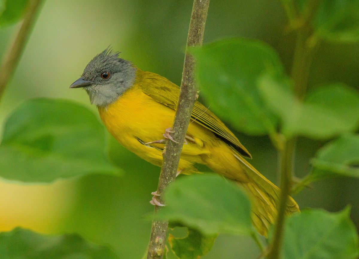 Tangara Cabecigrís - ML93289631