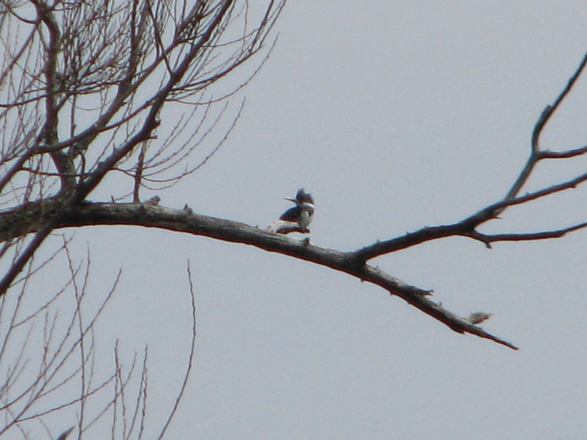 Belted Kingfisher - ML93290271