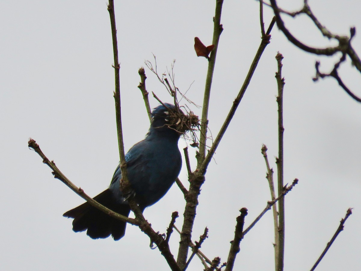 Steller's Jay (Middle American) - ML93290451