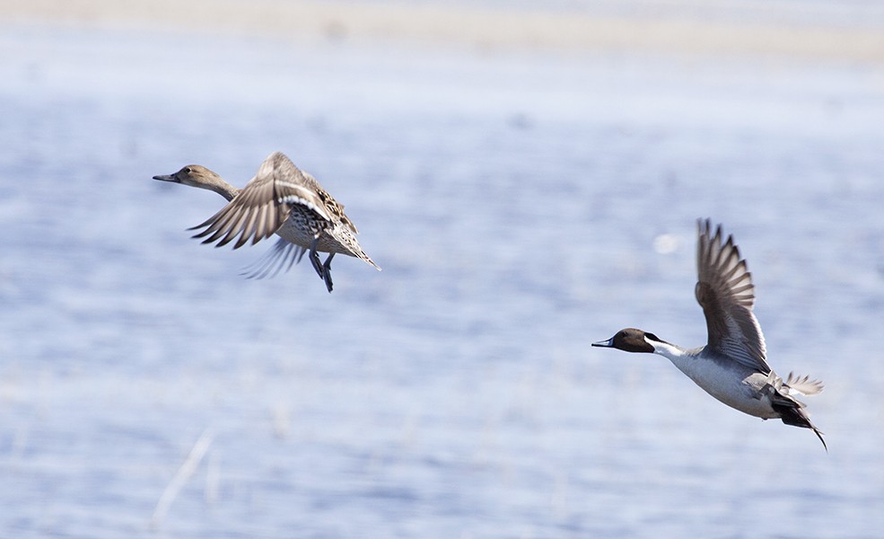 Northern Pintail - ML93291091