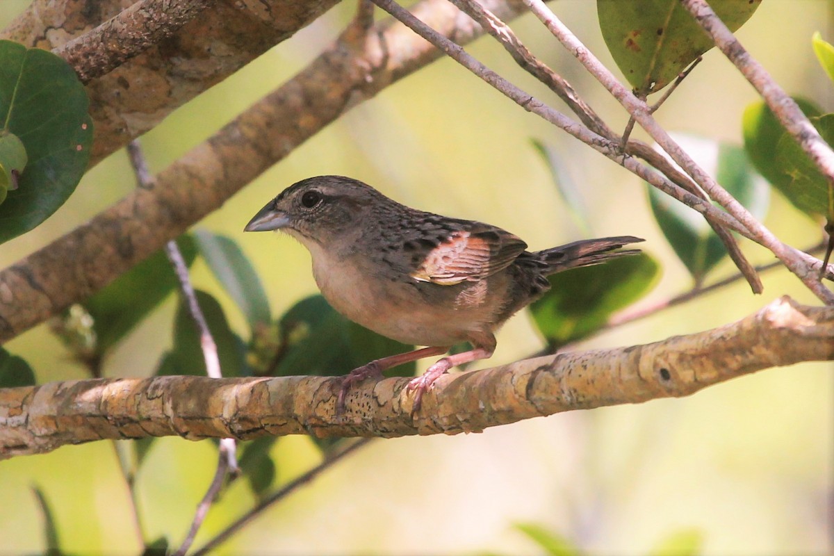 Botteri's Sparrow - Isaias Morataya