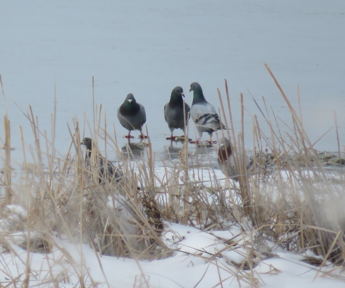 Rock Pigeon (Feral Pigeon) - ML93292331