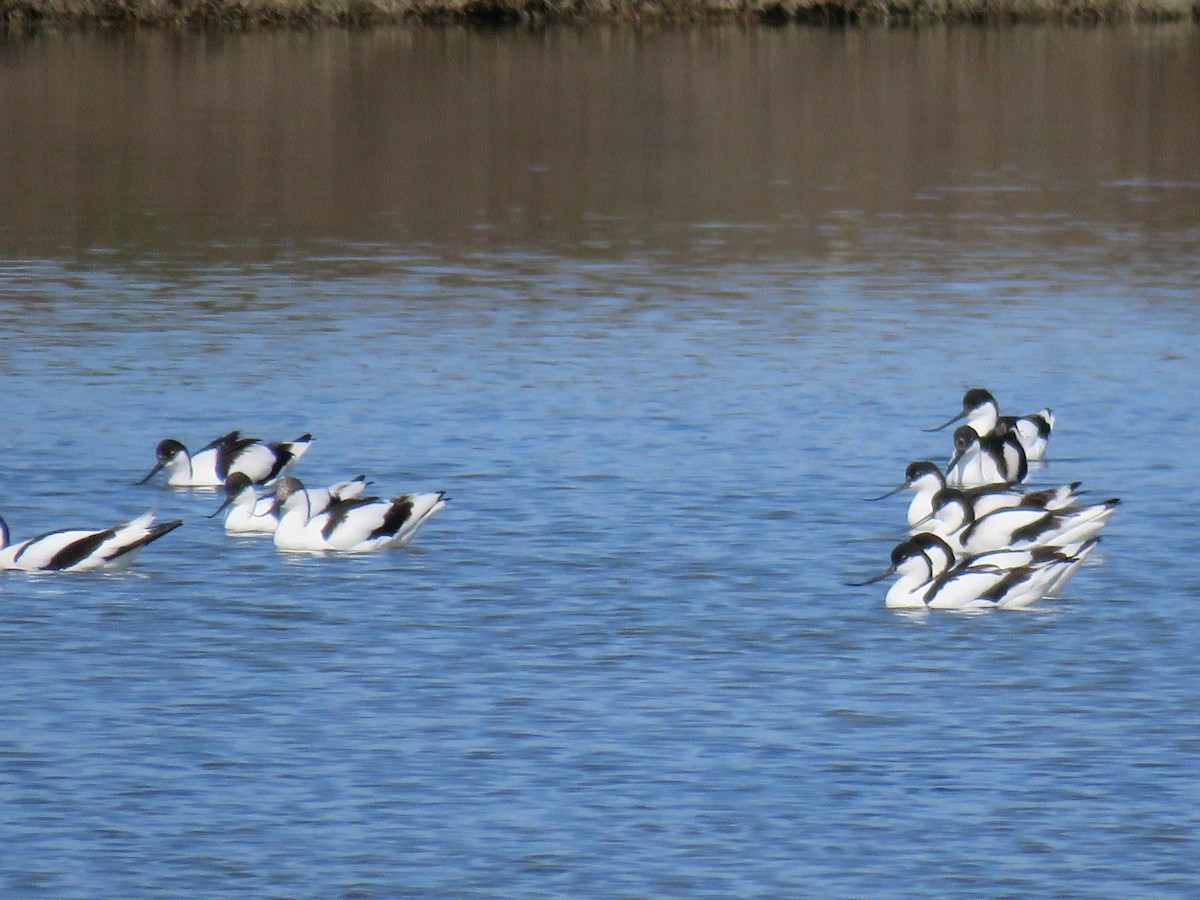 Pied Avocet - ML93292481