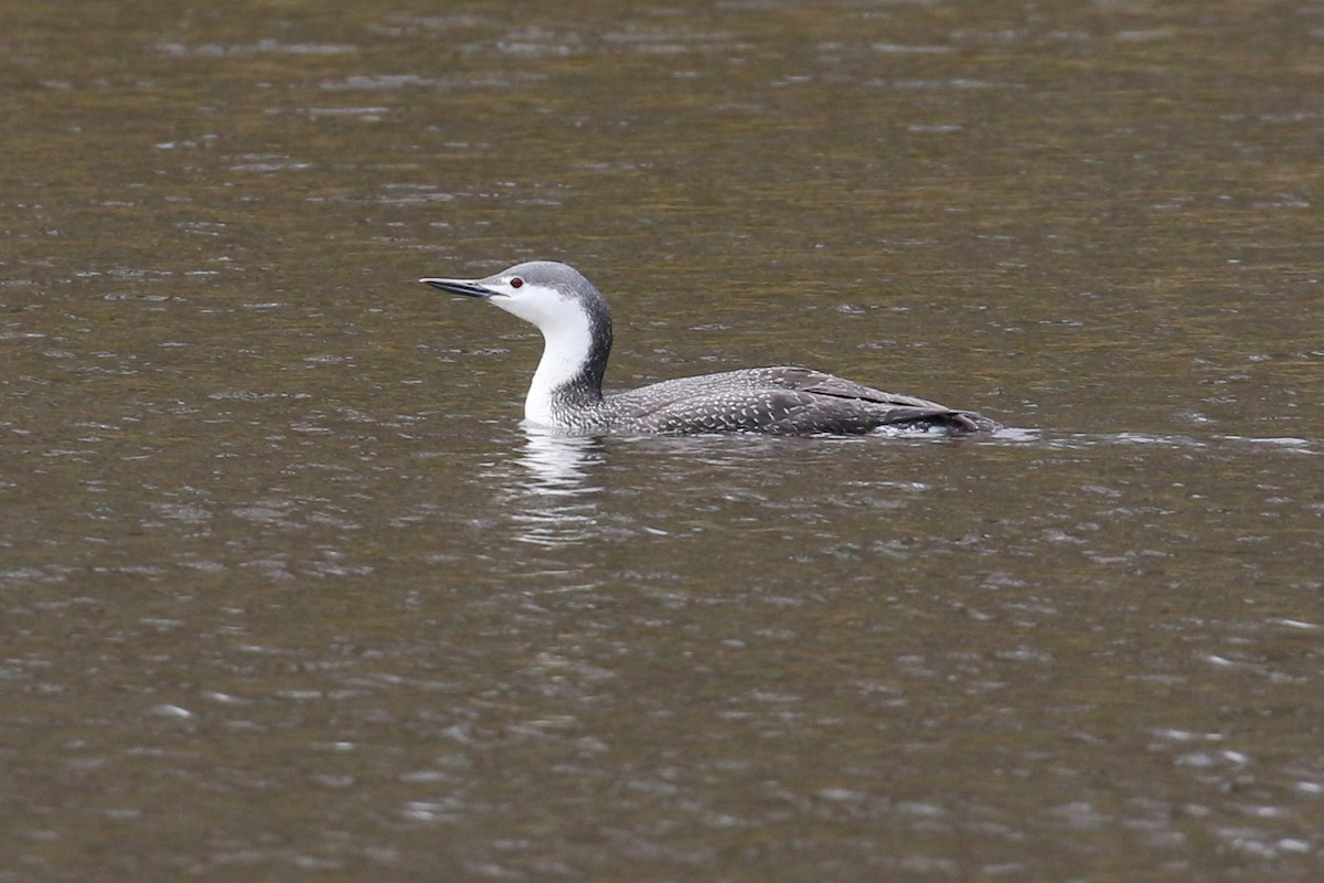 Red-throated Loon - ML93292561