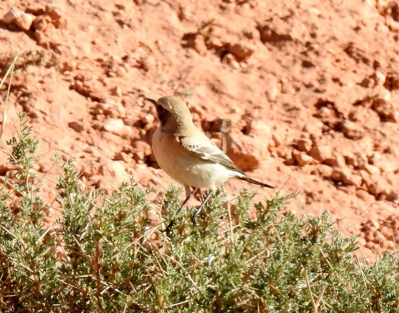 Mourning Wheatear (Maghreb) - ML93292681