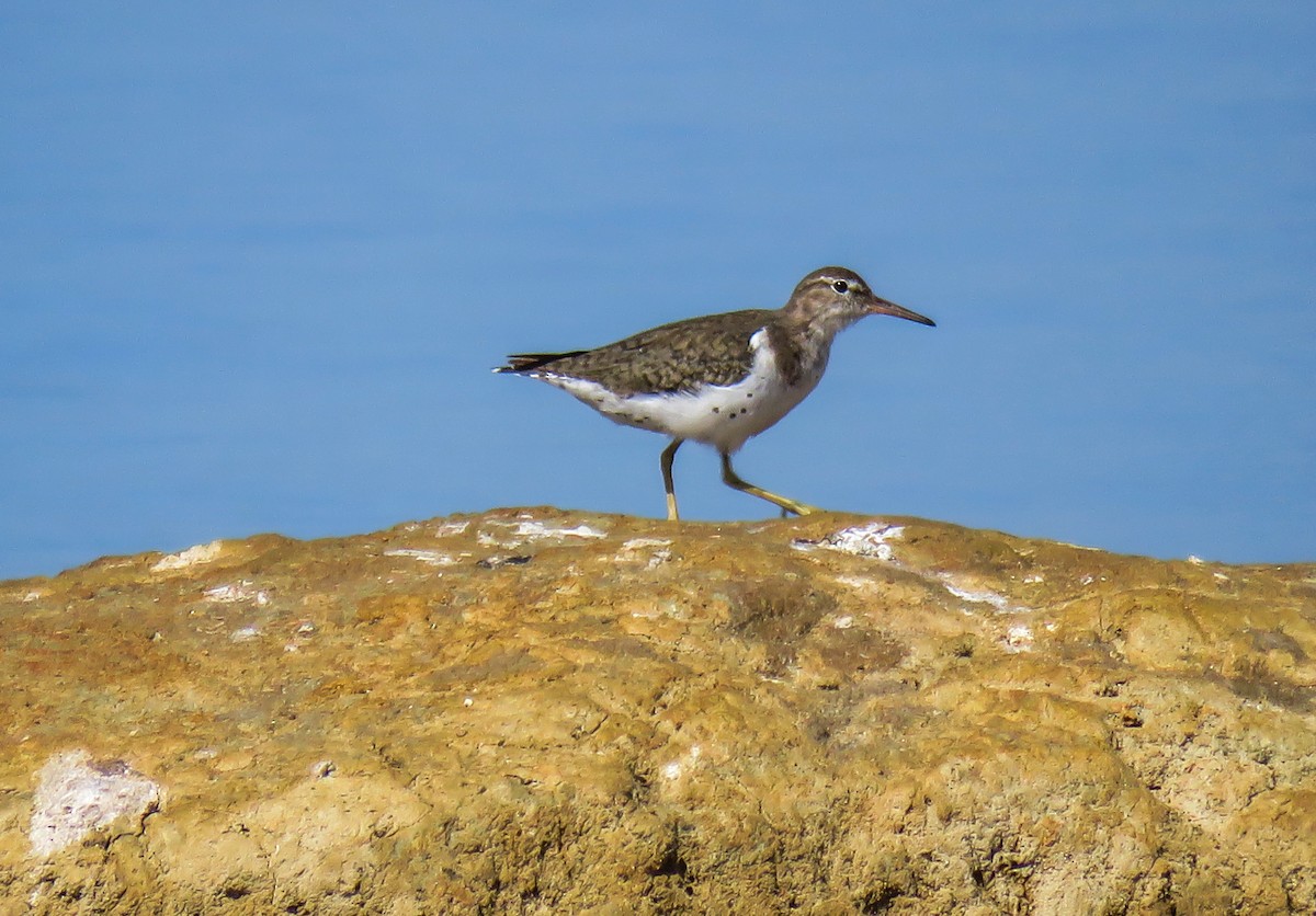 Spotted Sandpiper - ML93292851