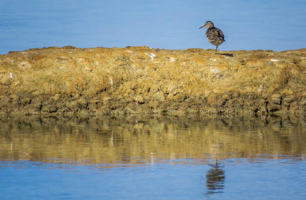 Spotted Sandpiper - Joan Balfagón