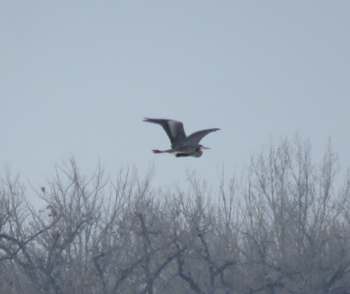 Great Blue Heron - ML93294861