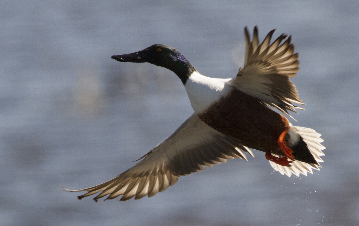 Northern Shoveler - ML93295391