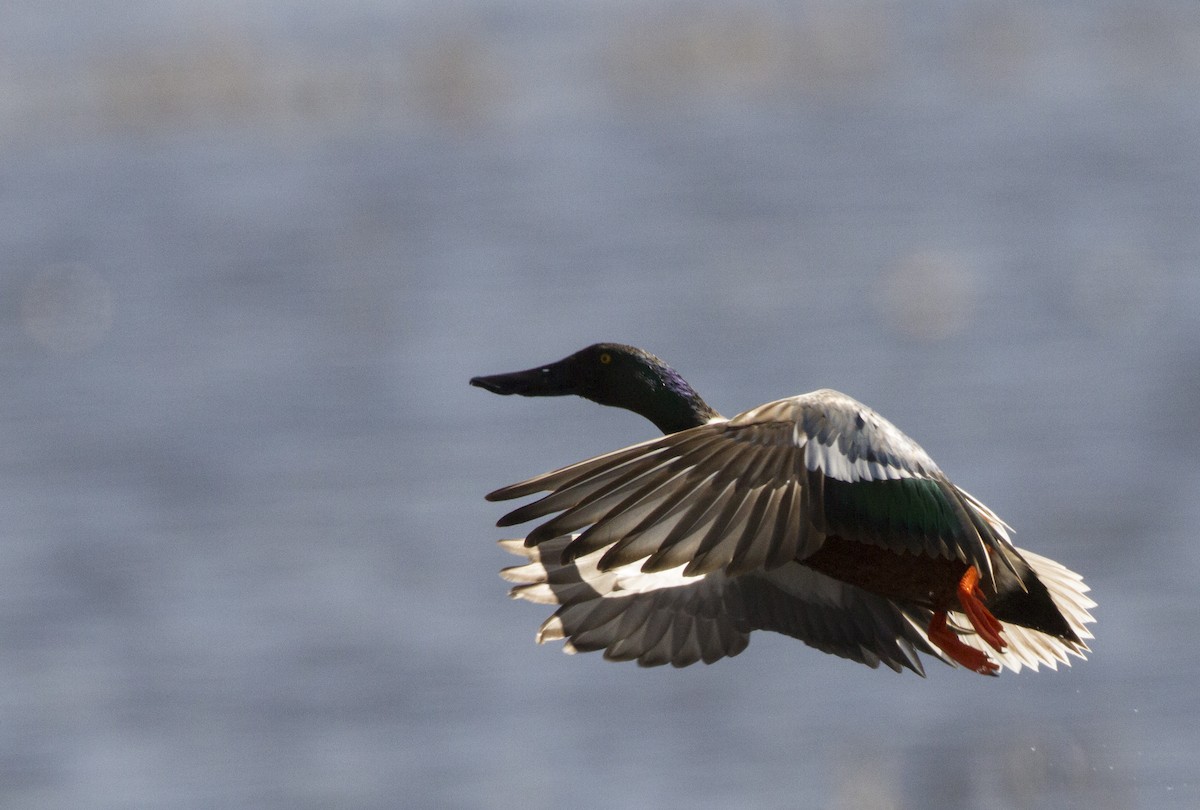 Northern Shoveler - ML93295511