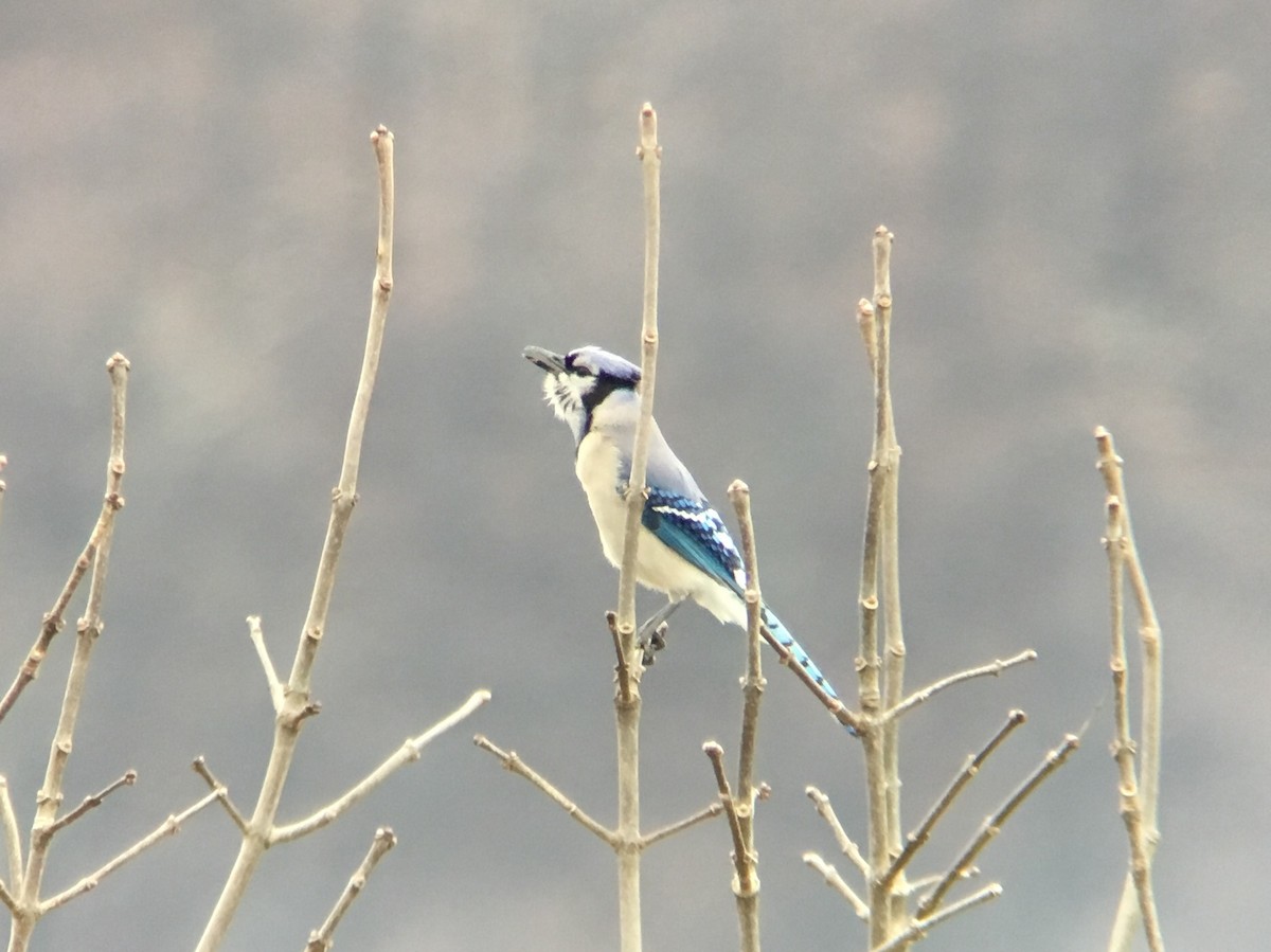 Blue Jay - ML93296321