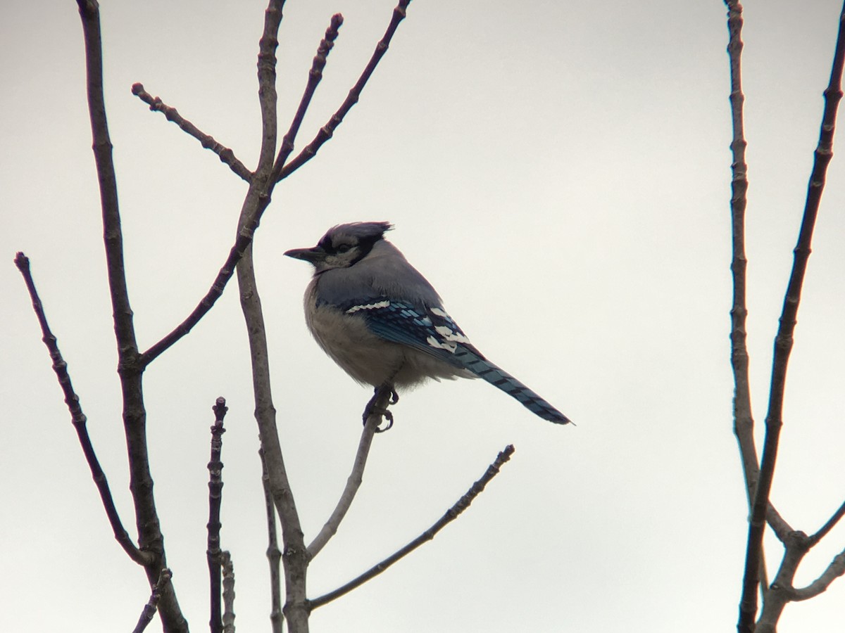 Blue Jay - ML93296341