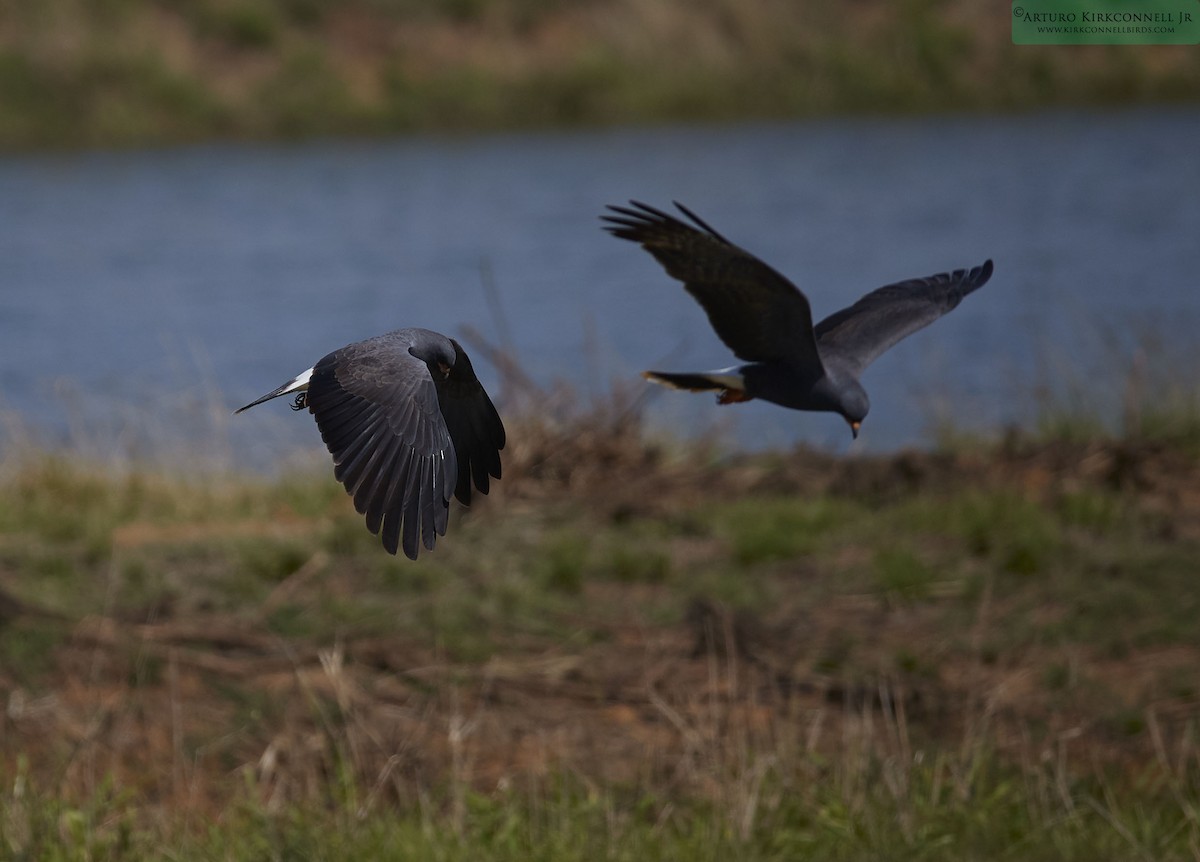 Schneckenbussard - ML93296551