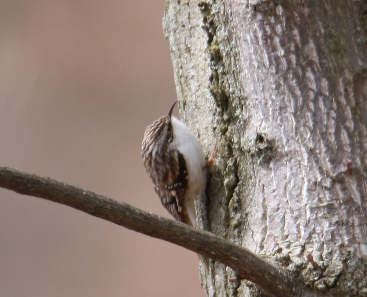 Brown Creeper - ML93297321