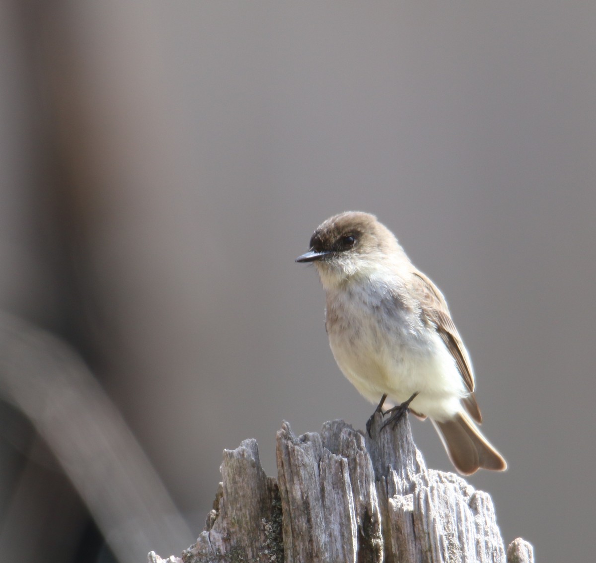 Eastern Phoebe - ML93297371