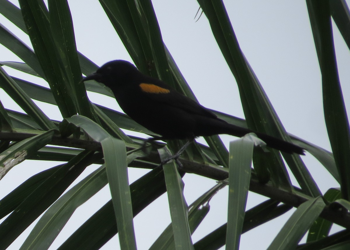 Variable Oriole - ML93299651