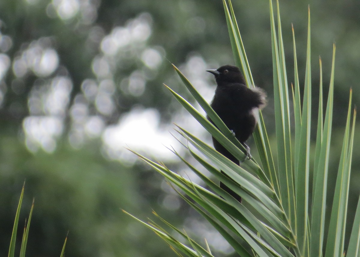 Variable Oriole - ML93299661