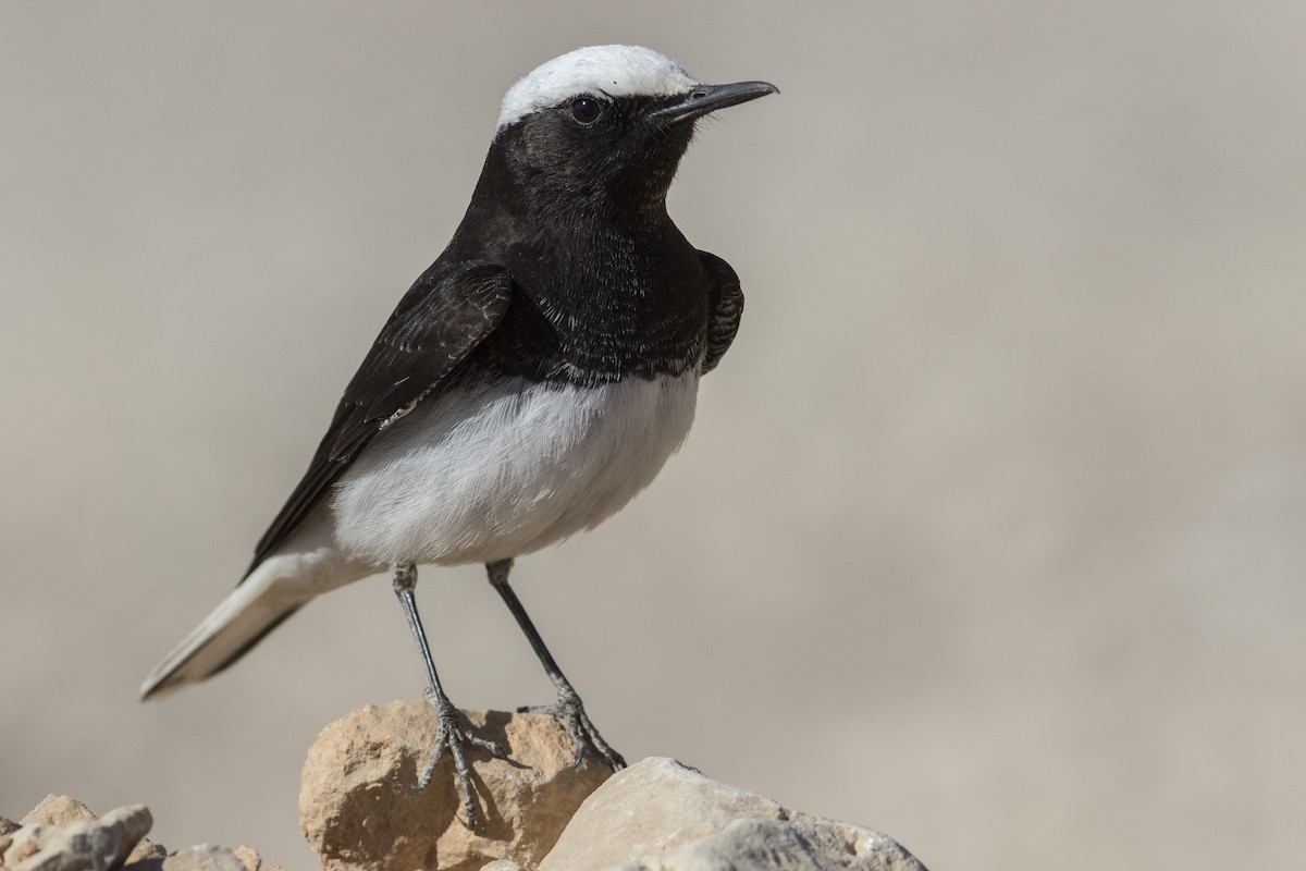 Hooded Wheatear - ML93299811