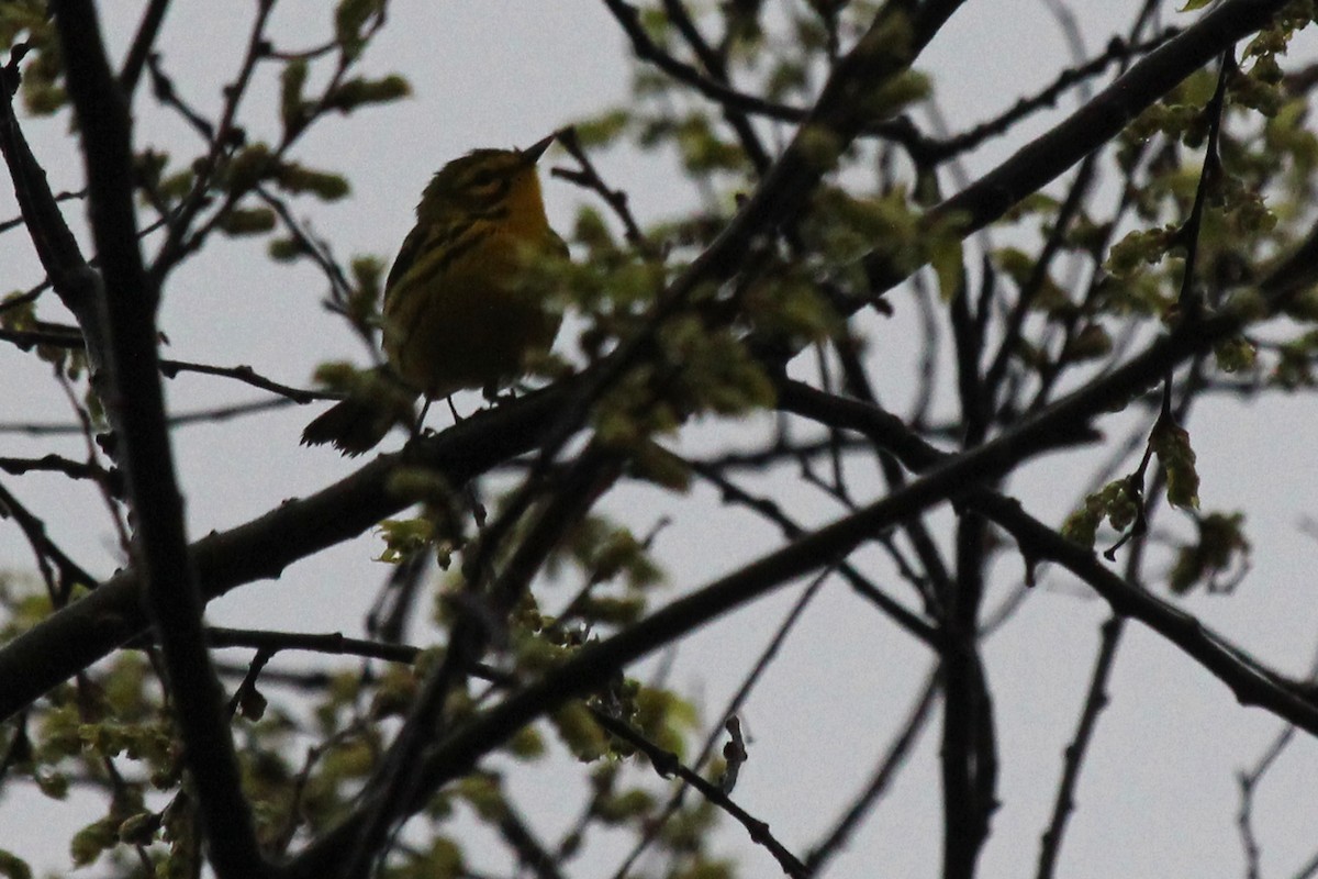 Prairie Warbler - ML93300251