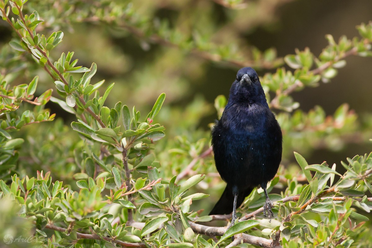 Shiny Cowbird - ML93300341