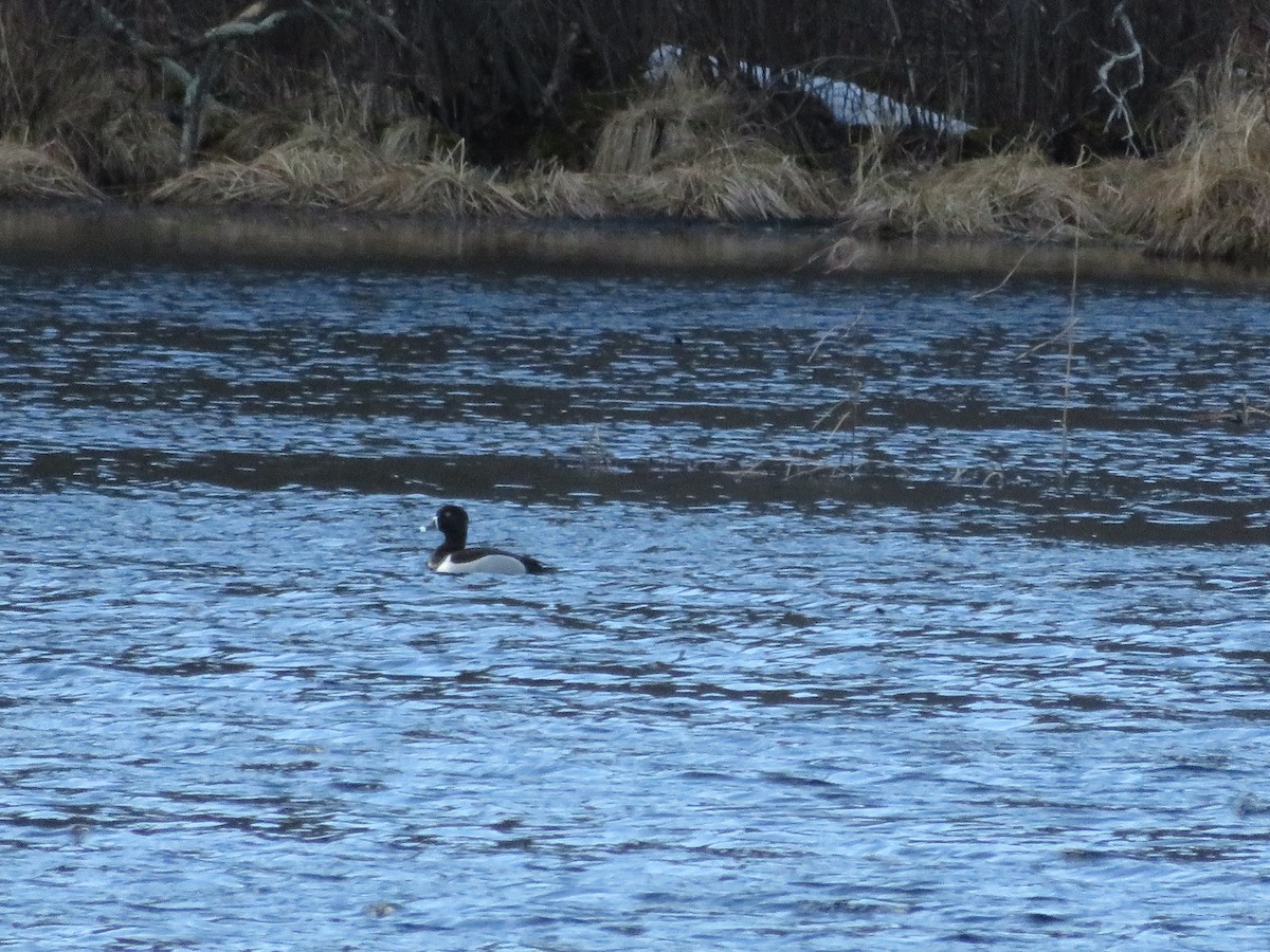 Ring-necked Duck - ML93300441