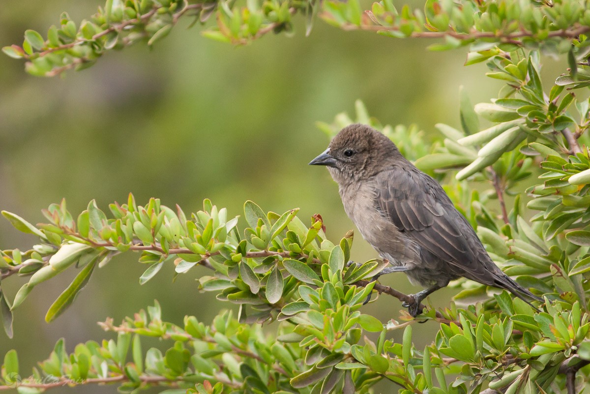 Shiny Cowbird - ML93300511