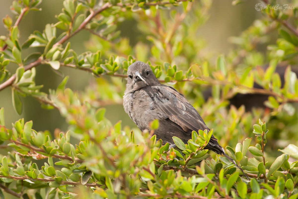 Shiny Cowbird - ML93300671