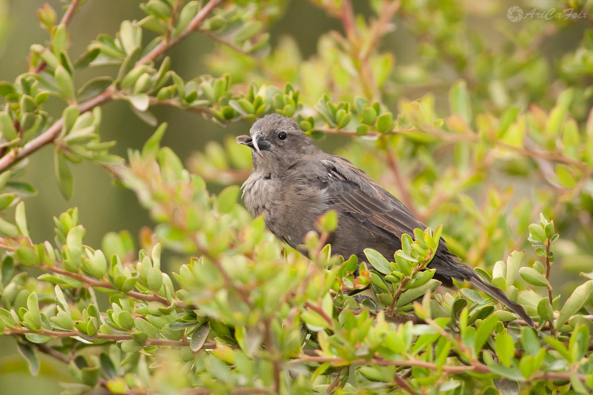 Shiny Cowbird - ML93300701