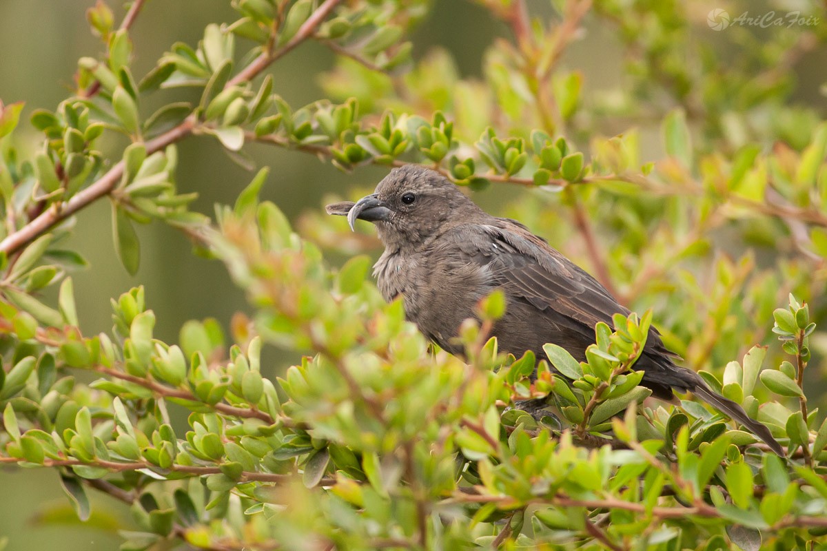 Shiny Cowbird - ML93300731