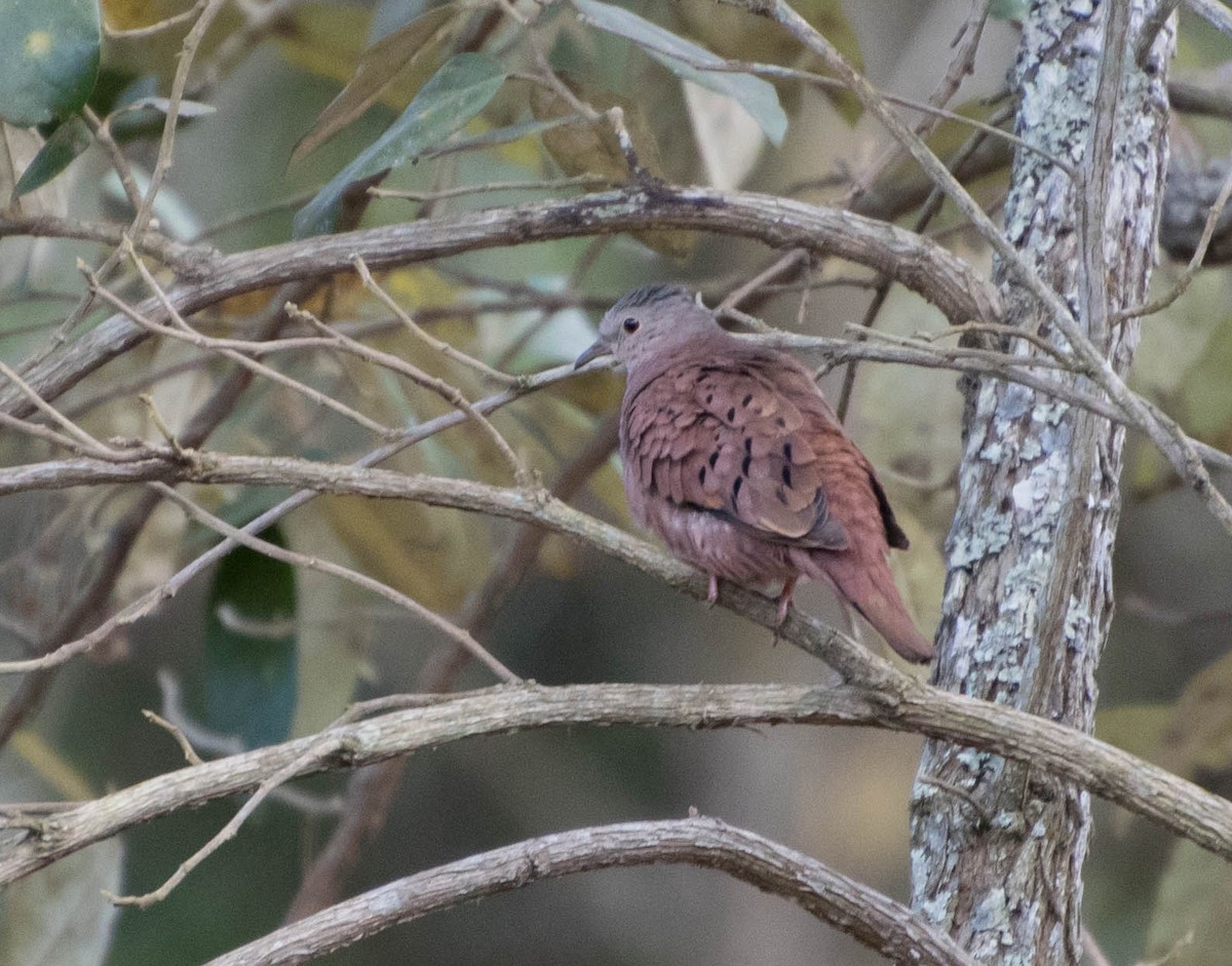 Ruddy Ground Dove - Naíla  Lepre