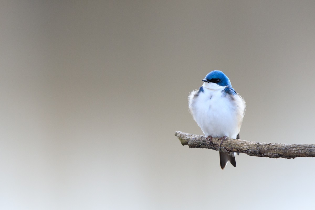 Tree Swallow - ML93301671