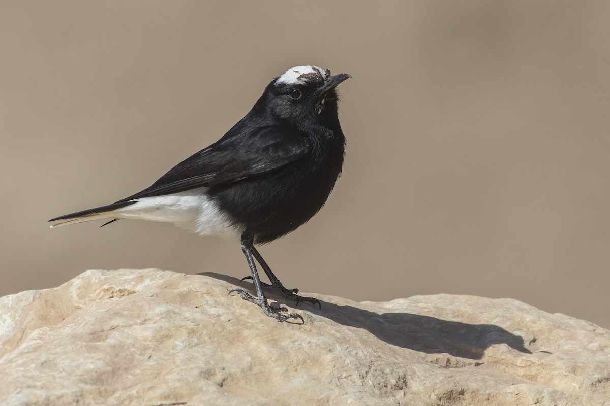 White-crowned Wheatear - Jacob Drucker