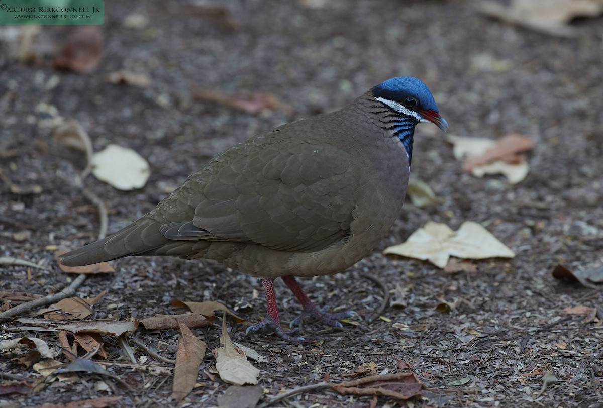 Blue-headed Quail-Dove - ML93302701