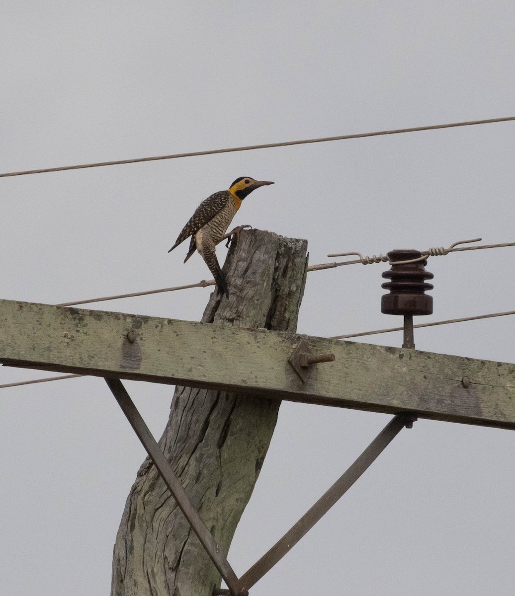 Carpintero Campestre - ML93303051