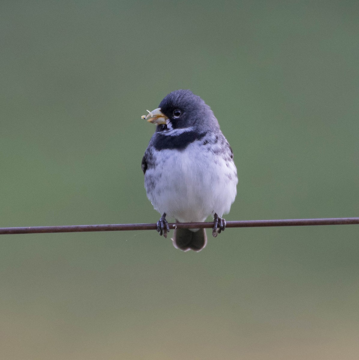 Double-collared Seedeater - Naíla  Lepre