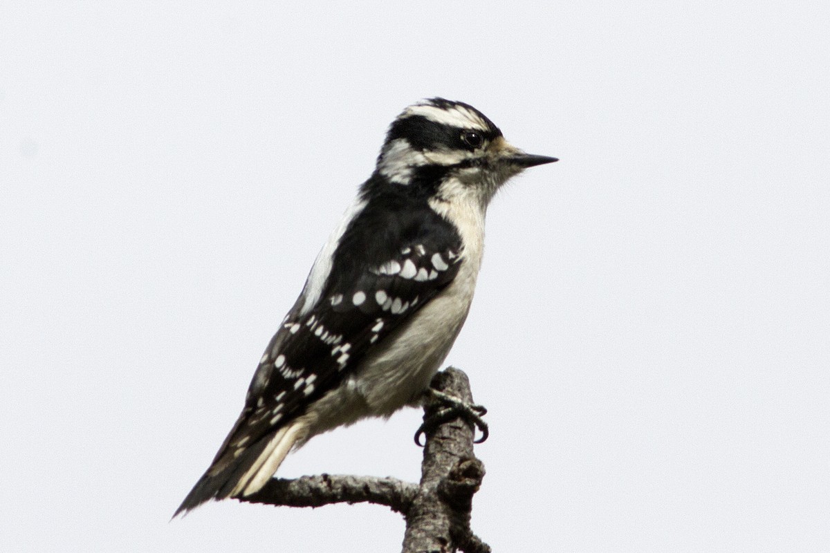 Downy Woodpecker - ML93304161