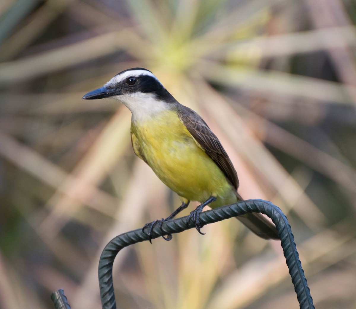 Great Kiskadee - ML93304261