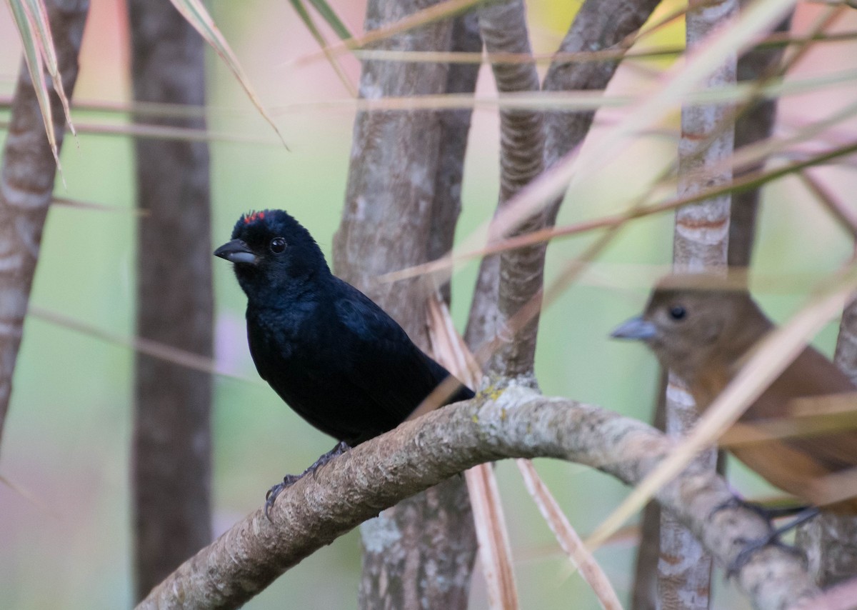 Ruby-crowned Tanager - ML93304311