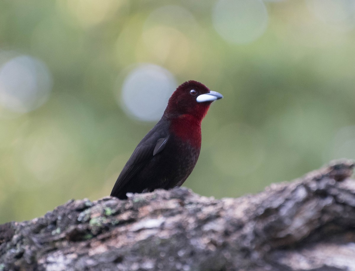 Silver-beaked Tanager - ML93304511