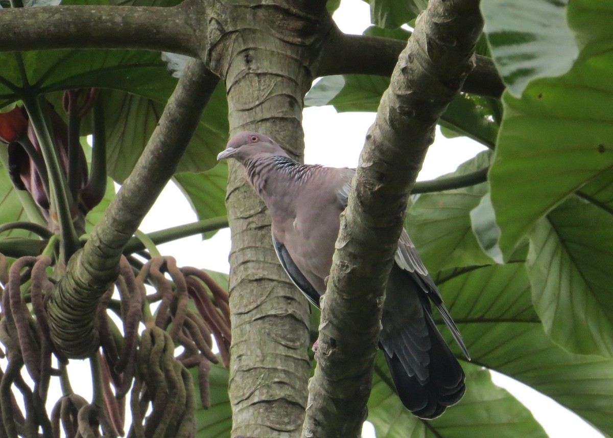 Picazurotaube - ML93304551